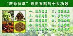 石斛十大功效