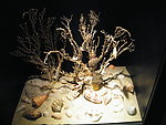 海洋生物