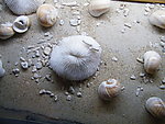 海滩贝壳