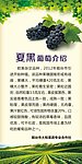 葡萄简介