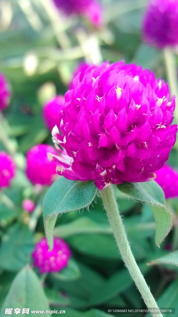 鲜花