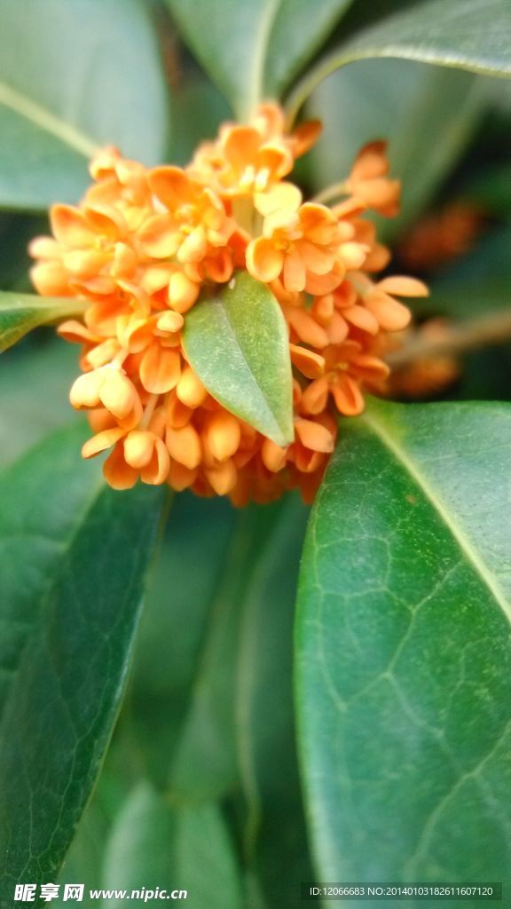 鲜花