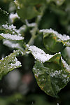绿叶上的雪