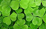 四叶草Clover