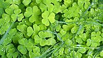 四叶草Clover