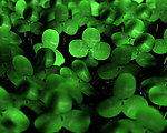 四叶草Clover