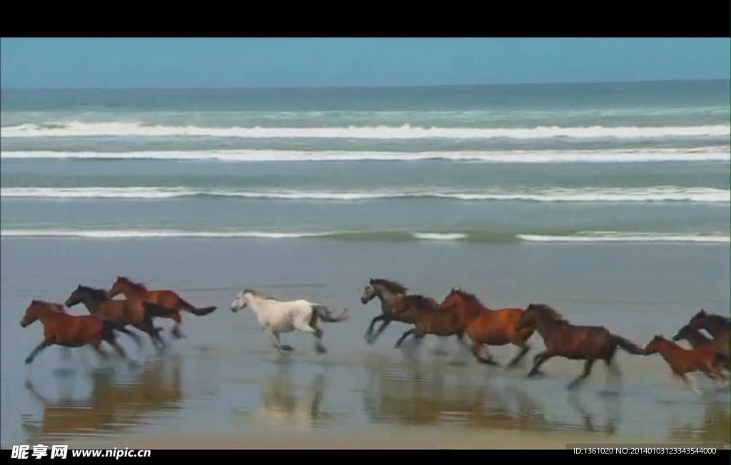骏马奔跑视频素材