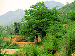 山林风光