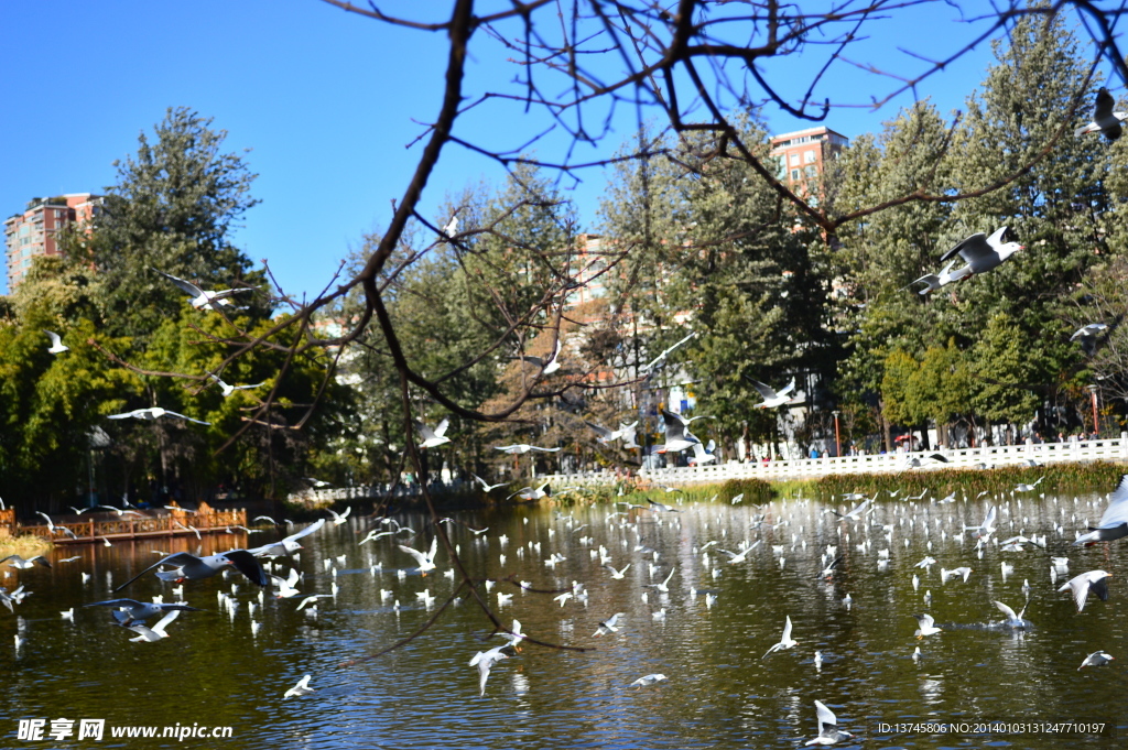 翠湖与鸥