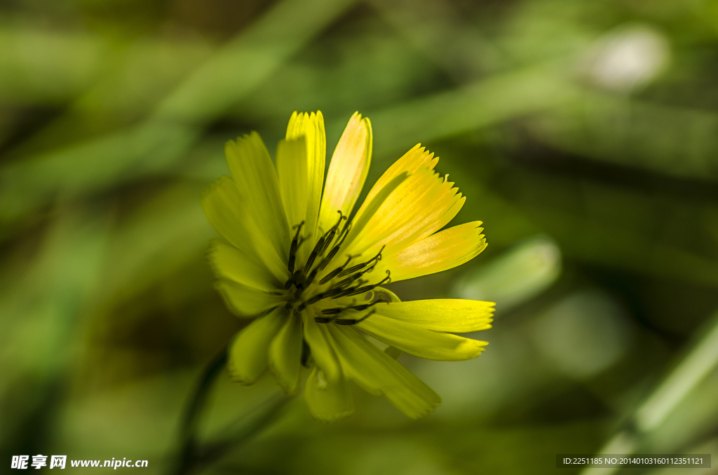 小黃花