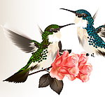 小鸟玫瑰