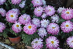 紫菊花