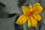 葵花 野花