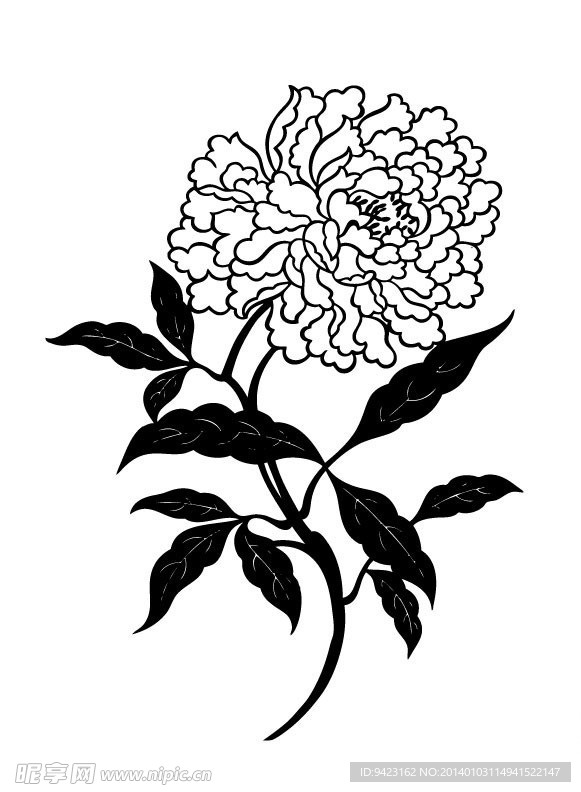 菊花剪影