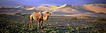 沙丘骆驼