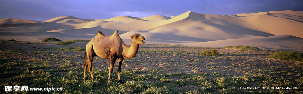 沙丘骆驼