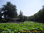 清华大学荷塘月色