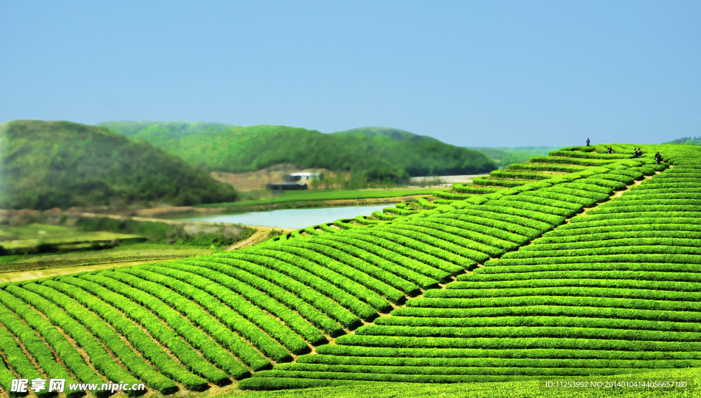 茶山