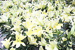 百合花