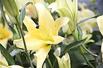 百合花