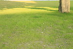 草地