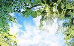 天空树叶