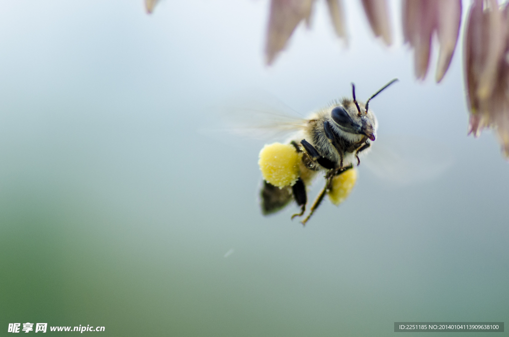 蜜蜂飞行