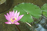 睡莲花