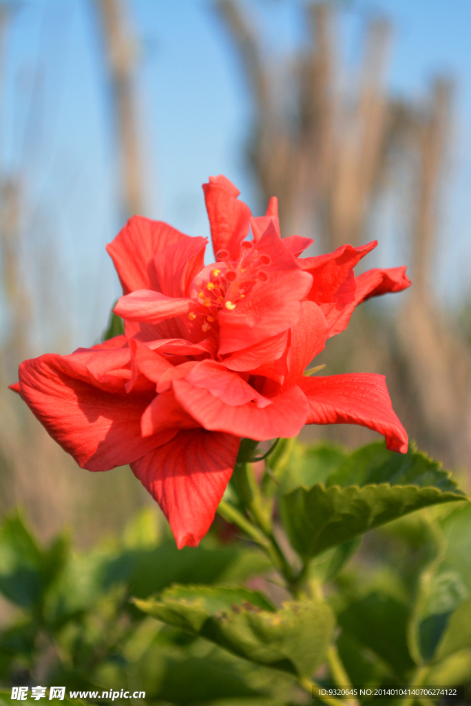 扶桑花