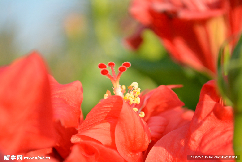 扶桑花