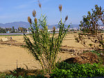 田园风光