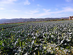田园风光