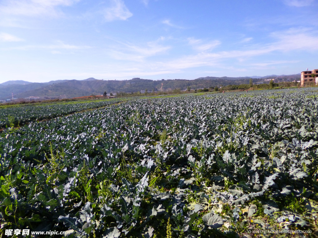 田园风光