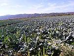 田园风光