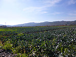 田园风光