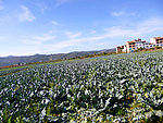 田园风光