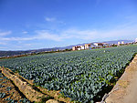 田园风光