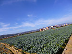 田园风光