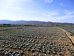 田园风光