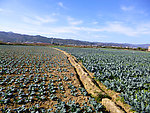 田园风光