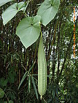 丝瓜