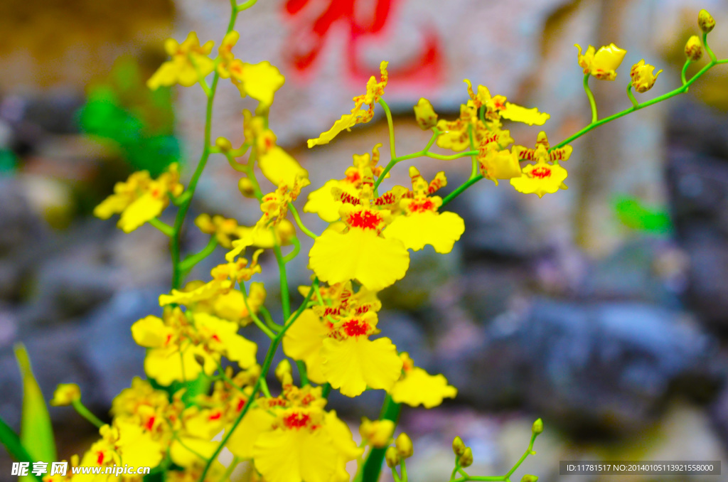 黄花