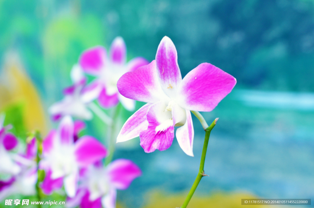 紫花