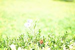 草地