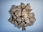 文山三七