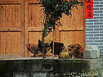 土鸡