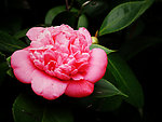 山茶花