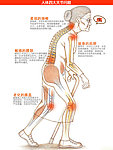 人体关节骨骼透视图