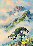 黄山青松