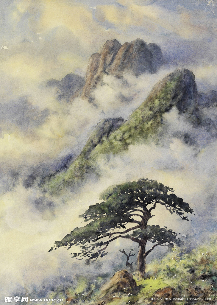 黄山青松